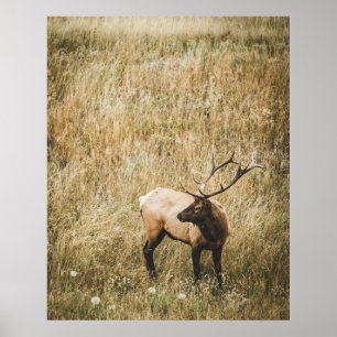 PÓSTER HERMOSO ELK DEER