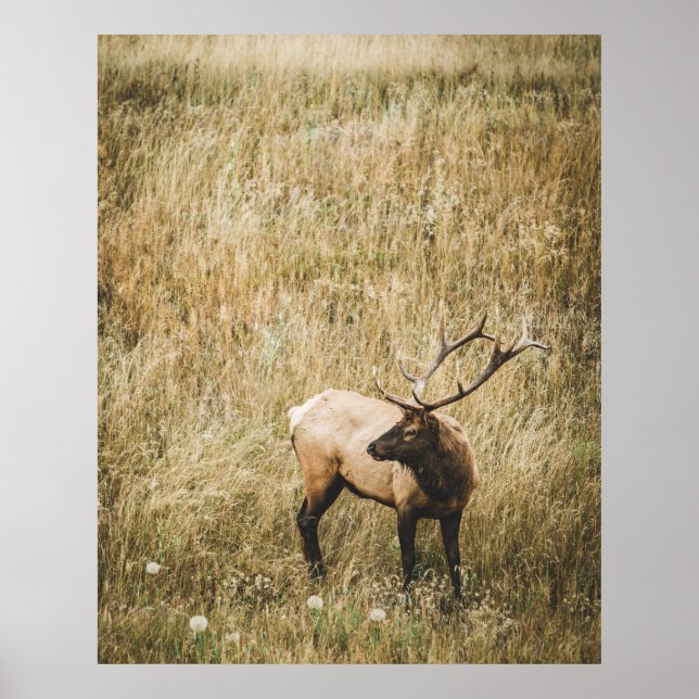 PÓSTER HERMOSO ELK DEER (Frente)