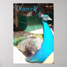 Póster Hermoso establo azul para pavos reales