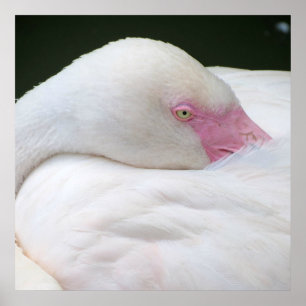 Póster Hermoso Flamingo Blanco