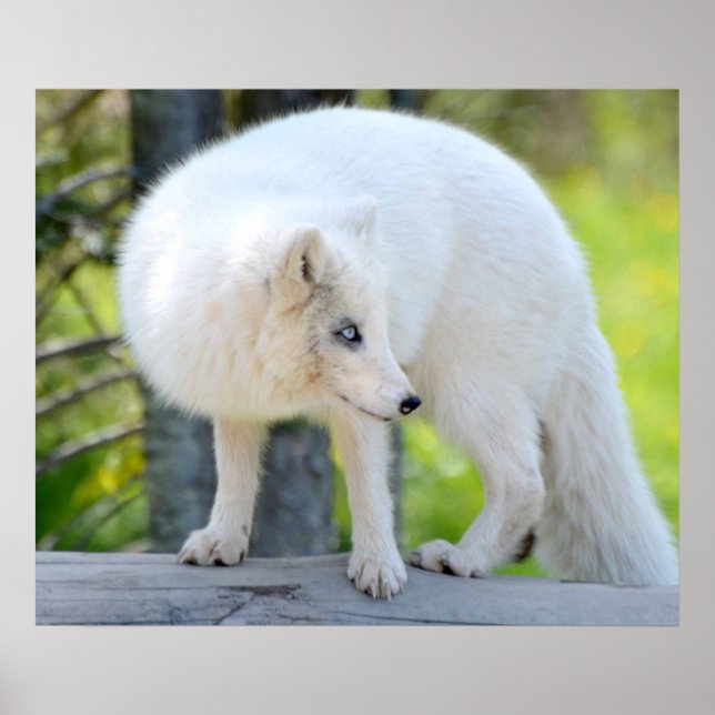 Póster Hermoso Fox Ártico (Frente)