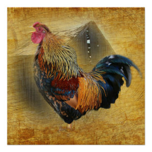 Póster Hermoso gallo y rústico gallinero
