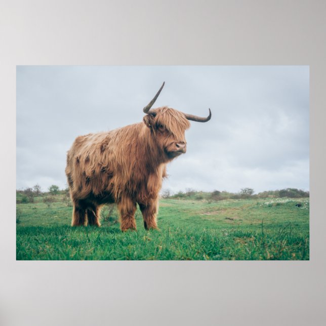 PÓSTER HERMOSO GANADO DE HIGHLAND (Frente)