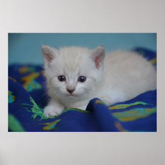 Póster Hermoso Gatito