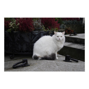 Póster Hermoso Gato Blanco En Una Tumba