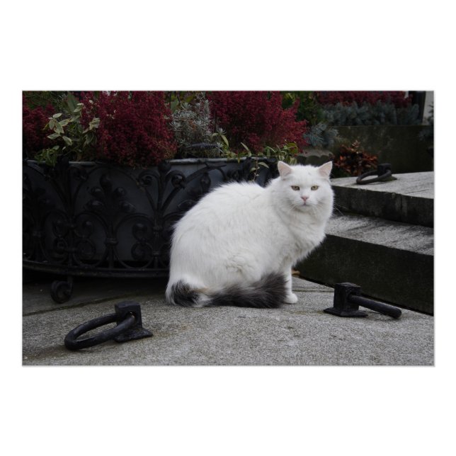 Póster Hermoso Gato Blanco En Una Tumba (Anverso)