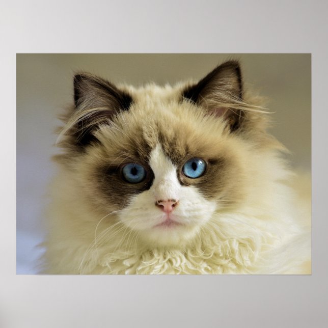 Póster Hermoso gato de Ragdoll con ojos azules (Frente)