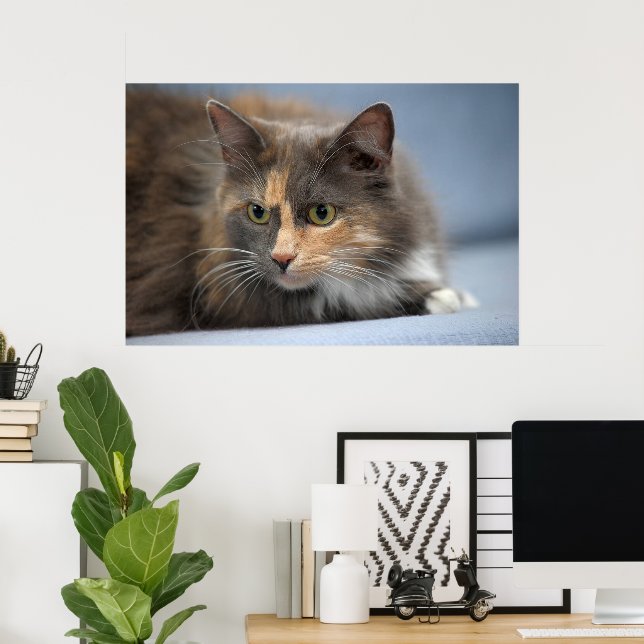 Póster Hermoso gato Mascota Fluffy con fondo gris azul (Oficina en casa)