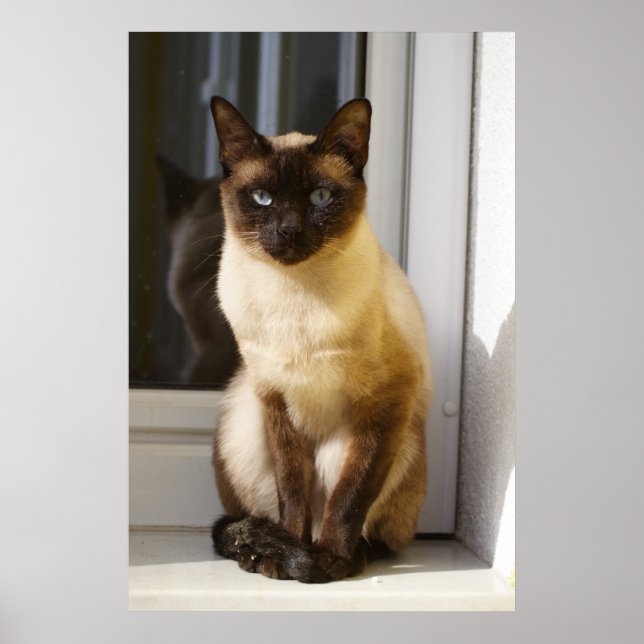 Póster Hermoso gato siamés (Frente)