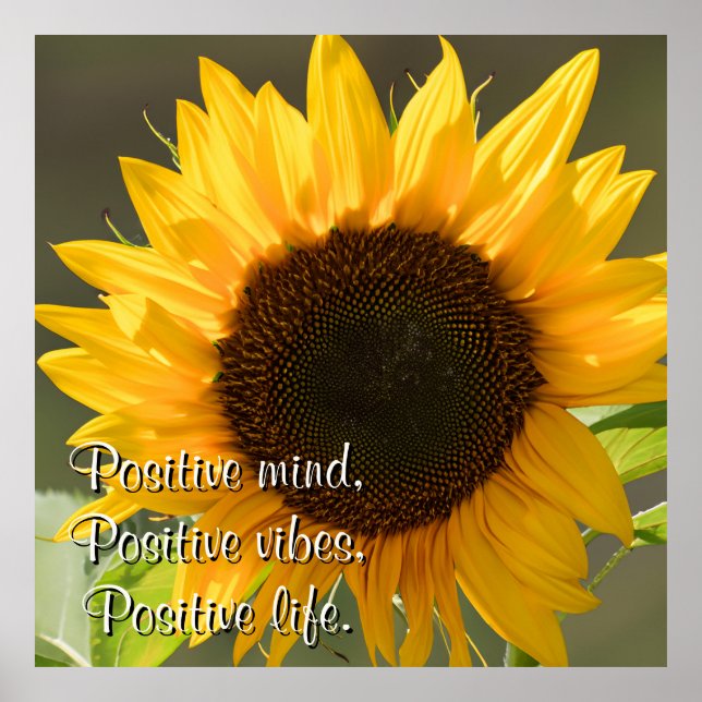 Póster Hermoso girasol amarillo bajo el sol (Frente)