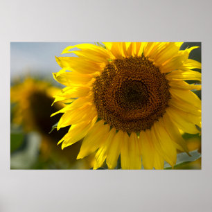 Póster - Hermoso Girasol Amarillo en Primer Plano
