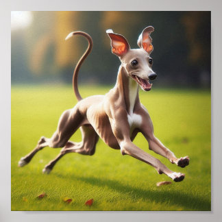 Póster Hermoso Greyhound italiano corriendo sobre el césp