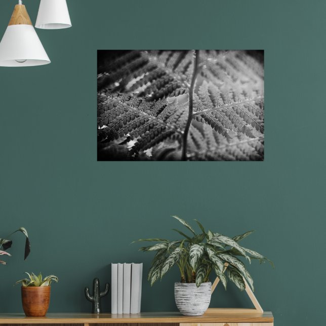 Póster Hermoso helecho negro y blanco (Salón 1)