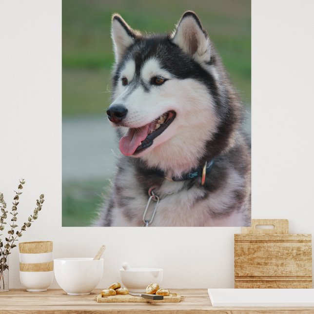 Póster Hermoso Husky Art Imprimir Perro Sled (Cocina)