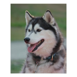 Póster Hermoso Husky Art Imprimir Perro Sled
