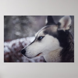 Póster Hermoso Husky Cerrar Perro Imprimido