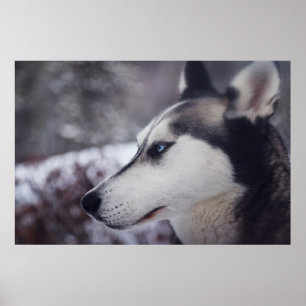 Póster Hermoso Husky Cerrar Perro Imprimido