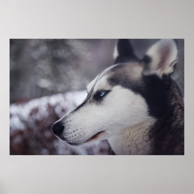 Póster Hermoso Husky Cerrar Perro Imprimido (Frente)