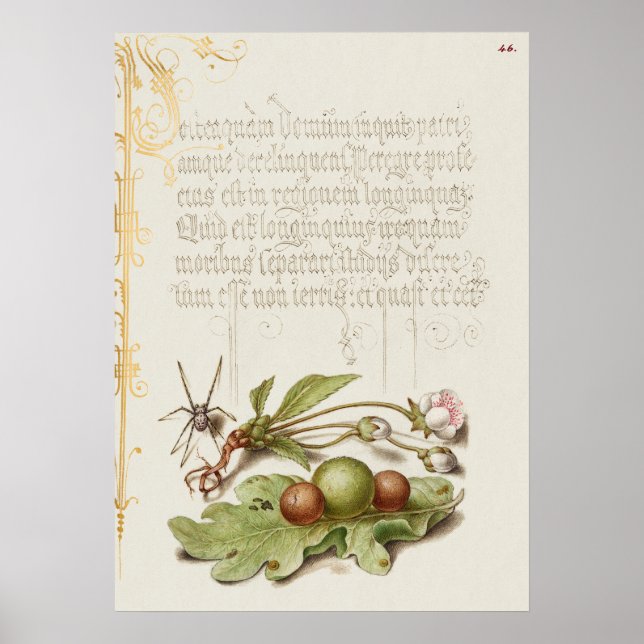 Póster Hermoso Ilustracion botánico vintage (Frente)