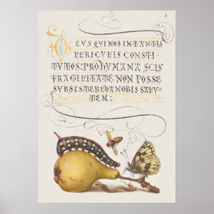 Póster Hermoso Ilustracion botánico vintage