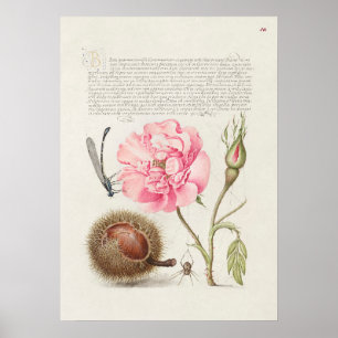 Póster Hermoso Ilustracion botánico vintage