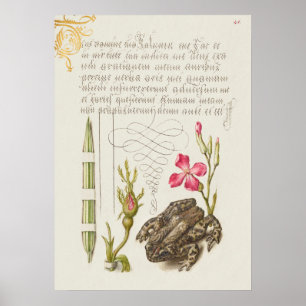 Póster Hermoso Ilustracion botánico vintage