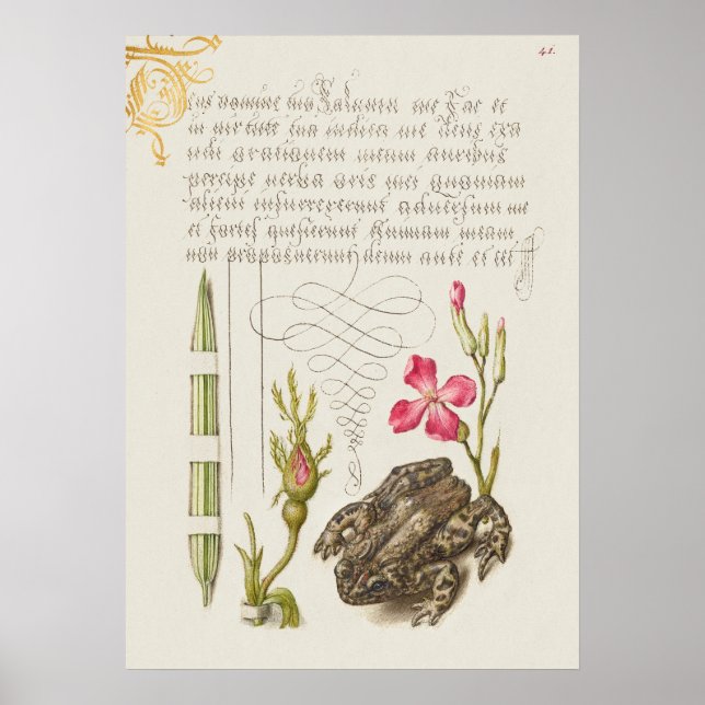 Póster Hermoso Ilustracion botánico vintage (Frente)
