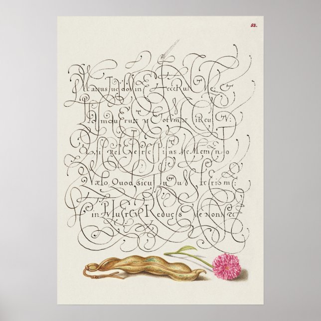 Póster Hermoso Ilustracion botánico vintage (Frente)