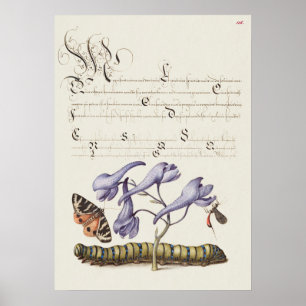 Póster Hermoso Ilustracion botánico vintage
