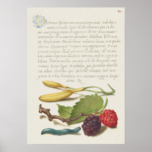 Póster Hermoso Ilustracion botánico vintage