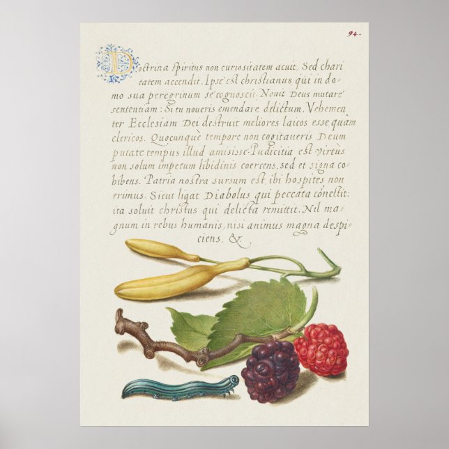 Póster Hermoso Ilustracion botánico vintage (Frente)