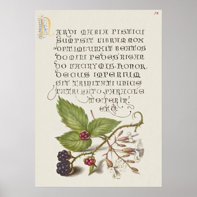 Póster Hermoso Ilustracion botánico vintage (Frente)