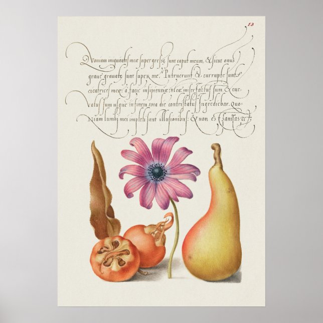 Póster Hermoso Ilustracion botánico vintage (Frente)
