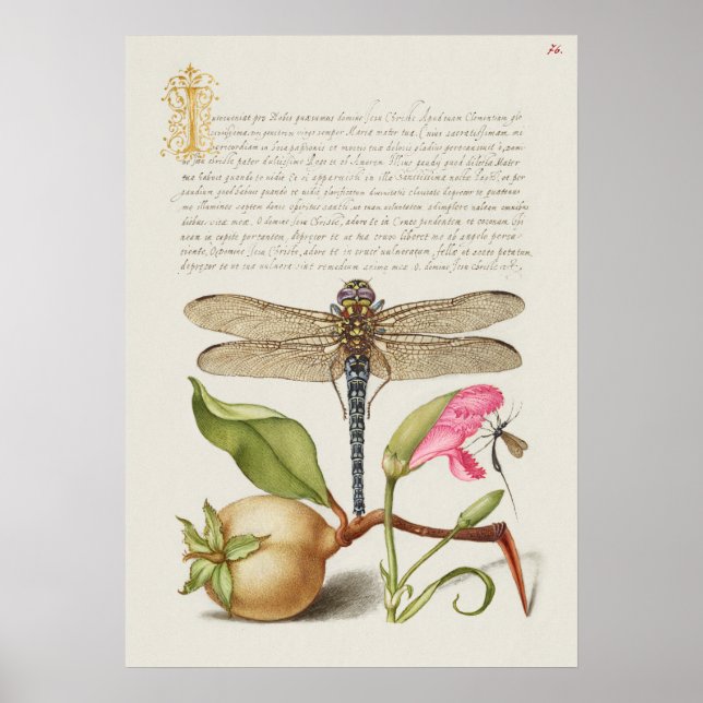 Póster Hermoso Ilustracion botánico vintage (Frente)