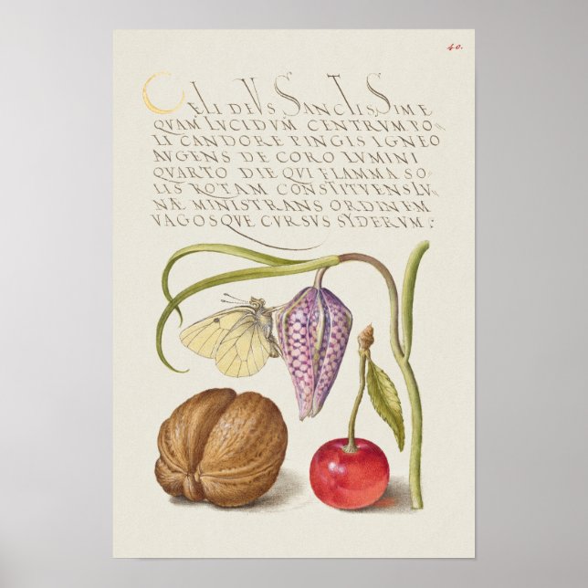 Póster Hermoso Ilustracion botánico vintage (Frente)