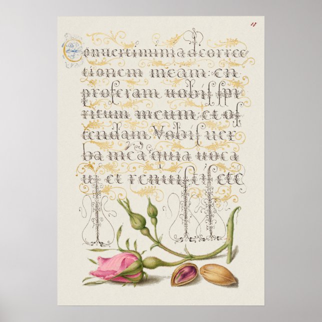 Póster Hermoso Ilustracion botánico vintage (Frente)