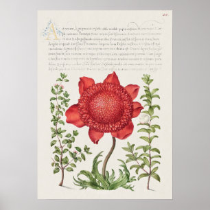 Póster Hermoso Ilustracion botánico vintage