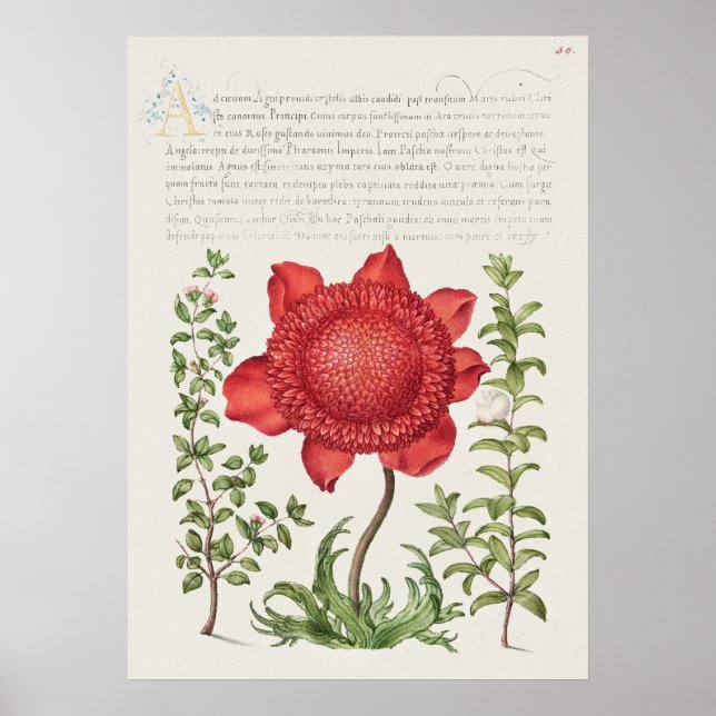 Póster Hermoso Ilustracion botánico vintage (Frente)