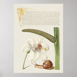 Póster Hermoso Ilustracion botánico vintage