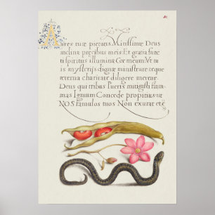 Póster Hermoso Ilustracion botánico vintage