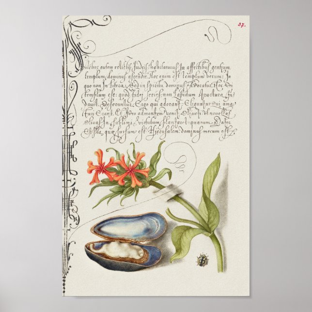 Póster Hermoso Ilustracion botánico vintage (Frente)