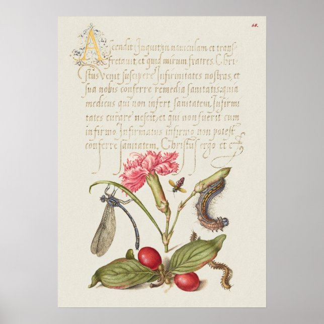 Póster Hermoso Ilustracion botánico vintage (Frente)