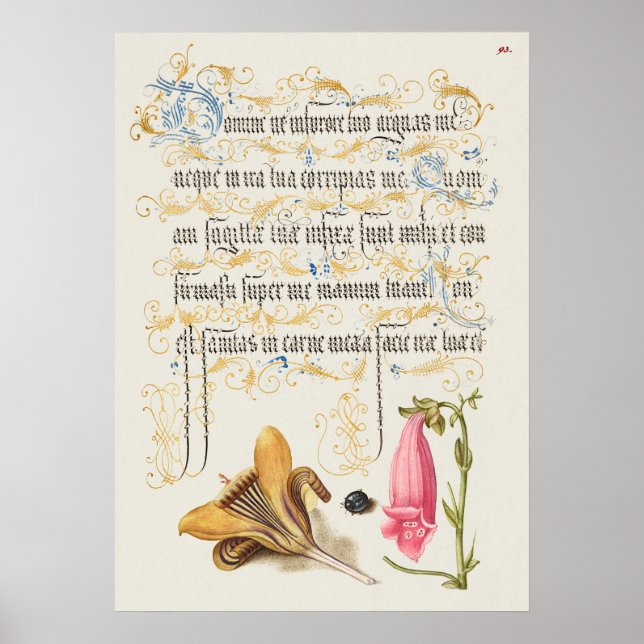 Póster Hermoso Ilustracion botánico vintage (Frente)