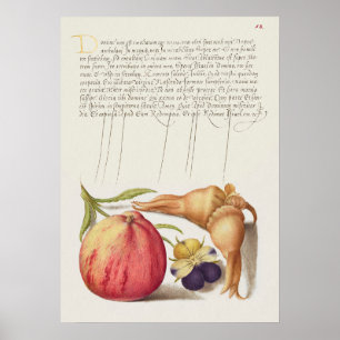 Póster Hermoso Ilustracion botánico vintage