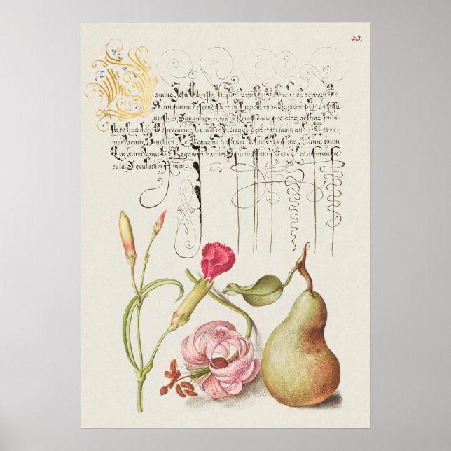 Póster Hermoso Ilustracion botánico vintage (Frente)