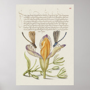 Póster Hermoso Ilustracion botánico vintage