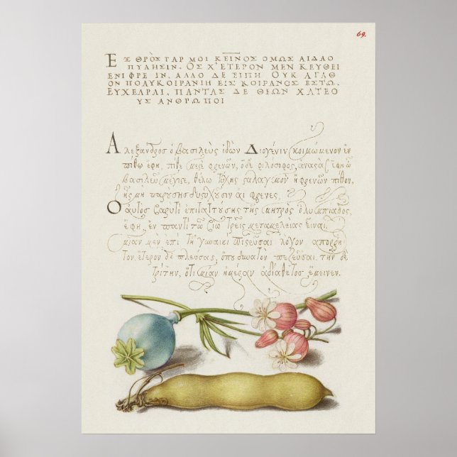 Póster Hermoso Ilustracion botánico vintage (Frente)