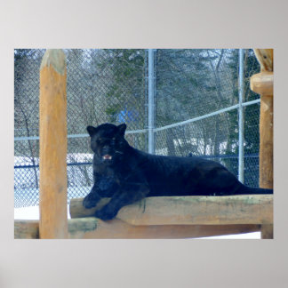 Póster Hermoso Jaguar negro