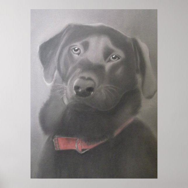 Póster Hermoso labrador negro (Frente)