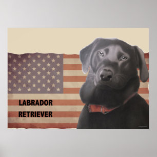 Póster Hermoso Labrador recuperador de Poster de bandera